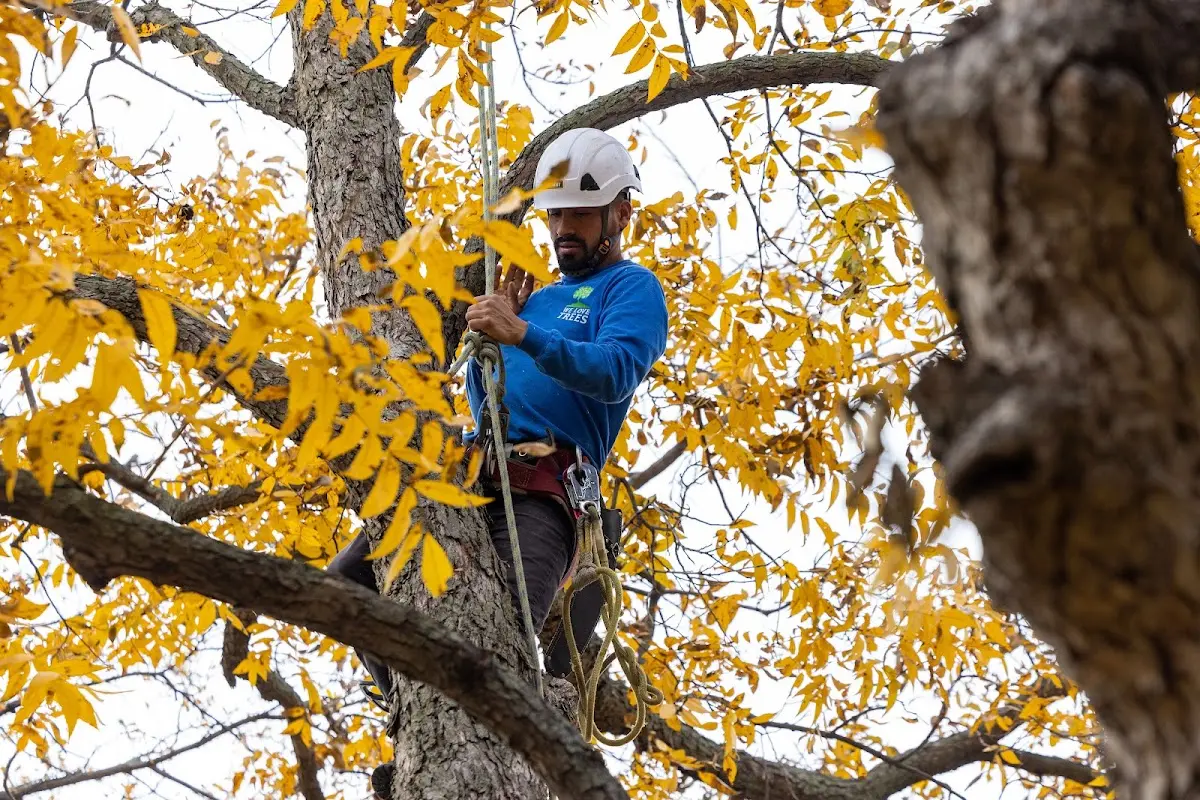 Skilled Storm Damage Cleanup crew working in Onaka